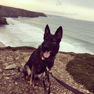Woody savors his last walk along the ocean in Cornwall